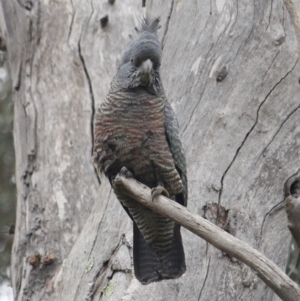 Callocephalon fimbriatum at Red Hill, ACT - suppressed