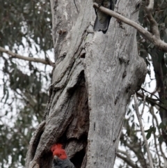 Callocephalon fimbriatum at Red Hill, ACT - 31 Jul 2022