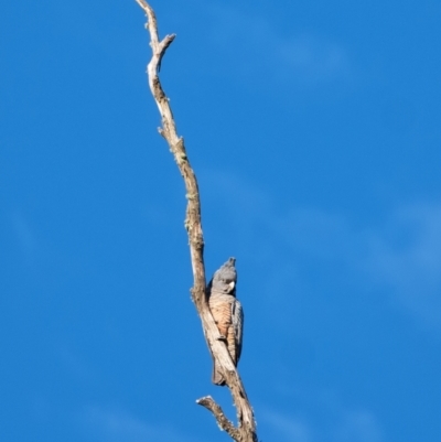 Callocephalon fimbriatum (Gang-gang Cockatoo) at Penrose, NSW - 30 Jul 2022 by Aussiegall