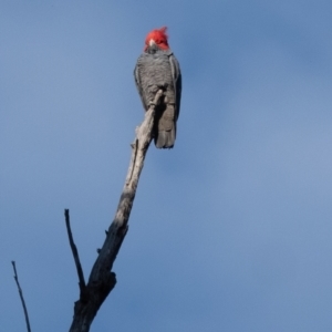 Callocephalon fimbriatum at Penrose, NSW - 30 Jul 2022