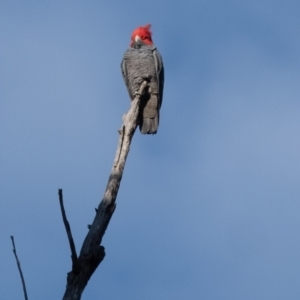 Callocephalon fimbriatum at Penrose, NSW - suppressed