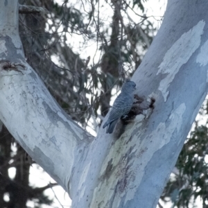 Callocephalon fimbriatum at Penrose, NSW - suppressed