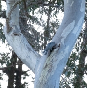 Callocephalon fimbriatum at Penrose, NSW - 24 Jul 2022