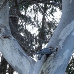 Callocephalon fimbriatum at Penrose, NSW - 24 Jul 2022