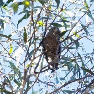 Callocephalon fimbriatum at Penrose, NSW - suppressed