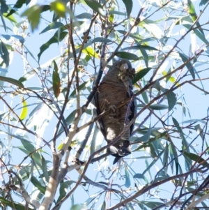 Callocephalon fimbriatum at Penrose, NSW - 25 Jul 2022