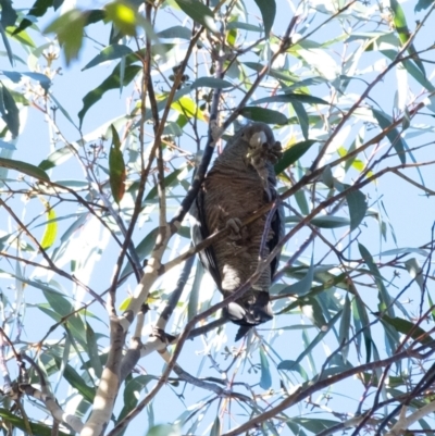 Callocephalon fimbriatum (Gang-gang Cockatoo) at Wingecarribee Local Government Area - 25 Jul 2022 by Aussiegall