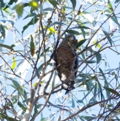 Callocephalon fimbriatum (Gang-gang Cockatoo) at Penrose, NSW - 25 Jul 2022 by Aussiegall