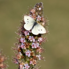 Pieris rapae (Cabbage White) at Penrose - 30 Jul 2022 by Aussiegall