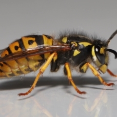 Vespula germanica (European wasp) at Evatt, ACT - 26 Jul 2022 by TimL