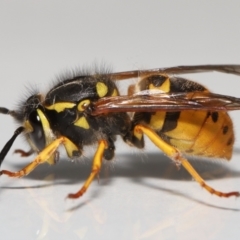 Vespula germanica at Evatt, ACT - 26 Jul 2022