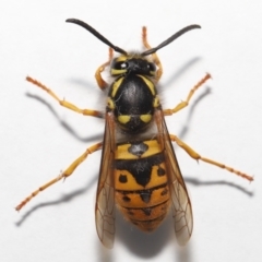 Vespula germanica at Evatt, ACT - 26 Jul 2022