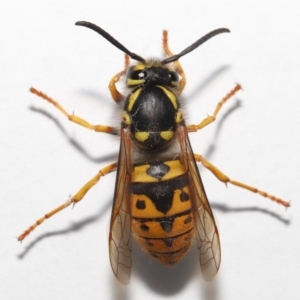 Vespula germanica at Evatt, ACT - 26 Jul 2022