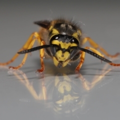 Vespula germanica at Evatt, ACT - 26 Jul 2022