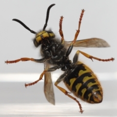 Vespula germanica at Evatt, ACT - 26 Jul 2022