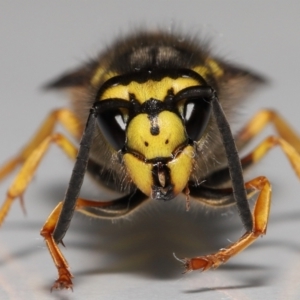 Vespula germanica at Evatt, ACT - 26 Jul 2022