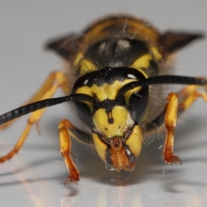 Vespula germanica at Evatt, ACT - 26 Jul 2022