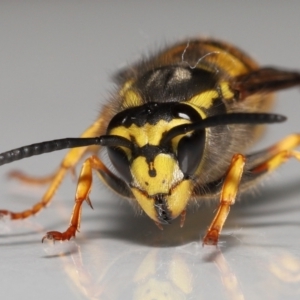 Vespula germanica at Evatt, ACT - 26 Jul 2022