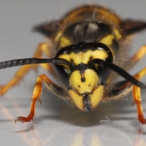 Vespula germanica at Evatt, ACT - 26 Jul 2022