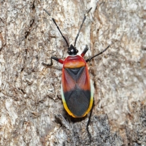 Dindymus versicolor at Paddys River, ACT - 27 Jul 2022