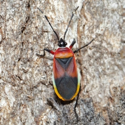 Dindymus versicolor (Harlequin Bug) at Paddys River, ACT - 27 Jul 2022 by TimL