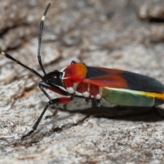 Dindymus versicolor at Paddys River, ACT - 27 Jul 2022