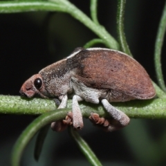 Gonipterus suturalis (Eucalypt weevil) at ANBG - 31 Jul 2022 by TimL