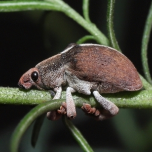 Gonipterus suturalis at Acton, ACT - 31 Jul 2022