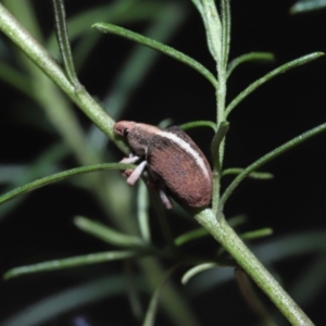 Gonipterus suturalis at Acton, ACT - 31 Jul 2022