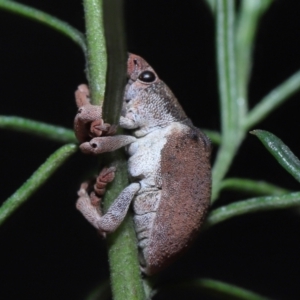 Gonipterus suturalis at Acton, ACT - 31 Jul 2022