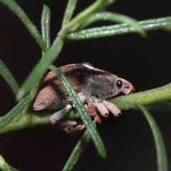 Gonipterus suturalis at Acton, ACT - 31 Jul 2022