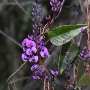 Hardenbergia violacea at Paddys River, ACT - 27 Jul 2022