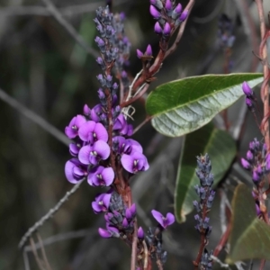 Hardenbergia violacea at Paddys River, ACT - 27 Jul 2022 11:11 AM