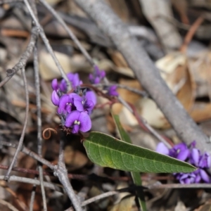 Hardenbergia violacea at Paddys River, ACT - 27 Jul 2022