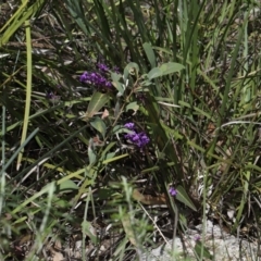 Hardenbergia violacea at Paddys River, ACT - 27 Jul 2022 11:11 AM