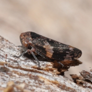 Eurypella tasmaniensis at Paddys River, ACT - 27 Jul 2022 10:14 AM