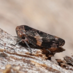 Eurypella tasmaniensis (Eurypella tasmaniensis) at Paddys River, ACT - 27 Jul 2022 by TimL