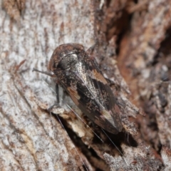 Eurypella tasmaniensis at Paddys River, ACT - 27 Jul 2022 10:14 AM