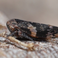 Eurypella tasmaniensis at Paddys River, ACT - 27 Jul 2022