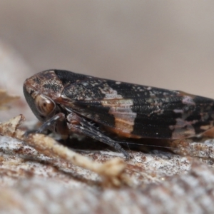 Eurypella tasmaniensis at Paddys River, ACT - 27 Jul 2022 10:14 AM