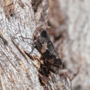 Eurypella tasmaniensis at Paddys River, ACT - 27 Jul 2022 10:14 AM