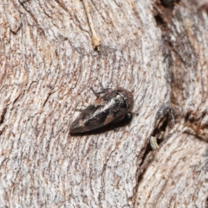 Eurypella tasmaniensis at Paddys River, ACT - 27 Jul 2022 10:14 AM