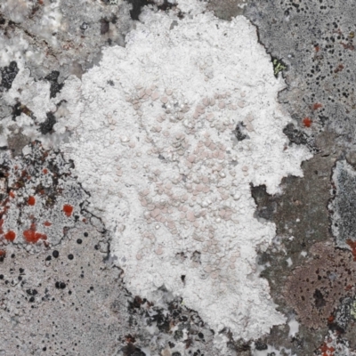 Lichen - crustose at Tidbinbilla Nature Reserve - 27 Jul 2022 by TimL