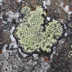 Lichen - crustose at Paddys River, ACT - 27 Jul 2022 12:26 PM