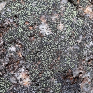 Lichen - crustose at Paddys River, ACT - 27 Jul 2022 12:26 PM