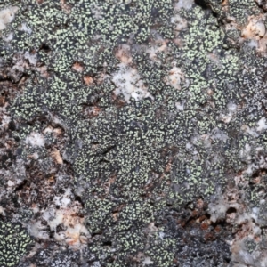 Lichen - crustose at Paddys River, ACT - 27 Jul 2022