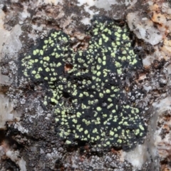 Lichen - crustose at Paddys River, ACT - 27 Jul 2022