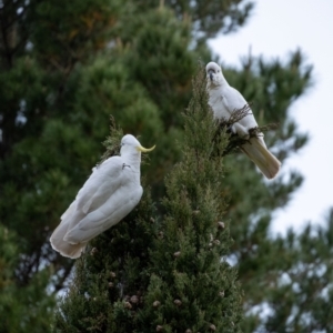 Cacatua galerita at Penrose, NSW - suppressed