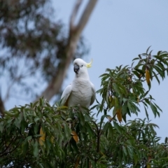 Cacatua galerita at Penrose, NSW - suppressed