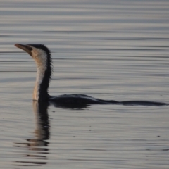 Microcarbo melanoleucos (Little Pied Cormorant) at Molonglo Valley, ACT - 22 Mar 2022 by MichaelBedingfield